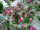 201106023