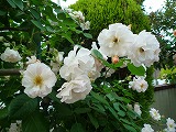 201106024
