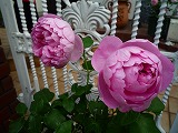201102068