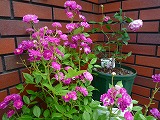 201106031