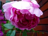 201106033