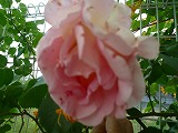 201106035