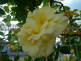 201106036