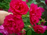 201106037