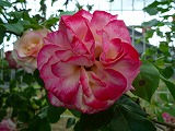 201106039