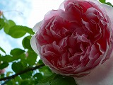 2011060316