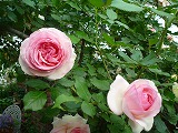 2011060318