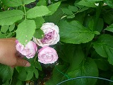 2011060323