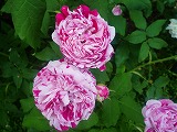 2011060224