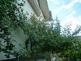 2011060333