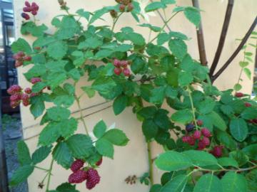 201107117