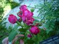 201107175