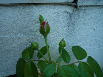 201107176