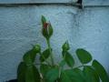 201107176