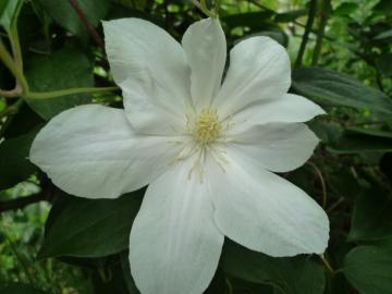 201109098