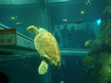 2012132