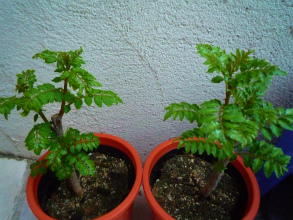 201203312