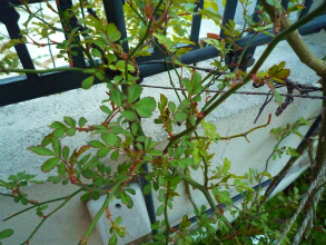201203313