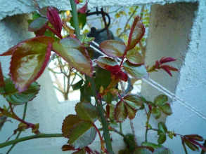 201203314