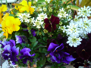 201203315