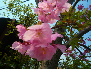 201204056