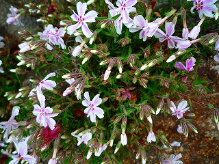 201204213