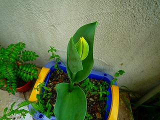 201204214