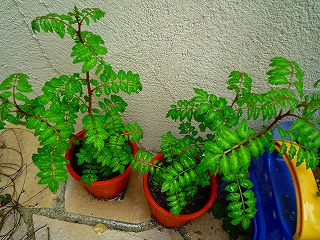 201204215