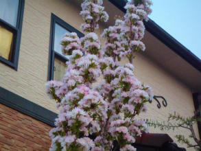 201204291