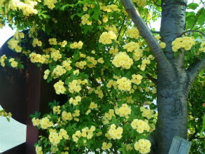 201204292