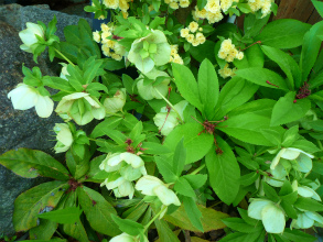 201204294