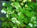 201204294