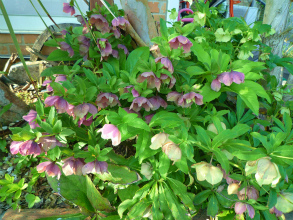 201204295