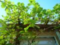 201204296