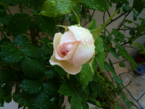 201205121