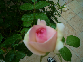 201205122