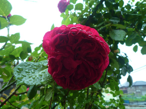 201205124