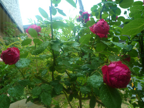 201205125