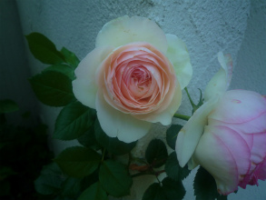 201205191
