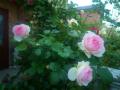 201205192