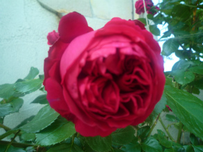 201205195