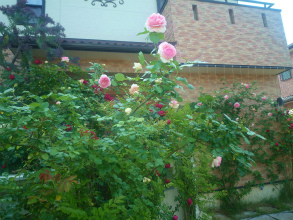 201205196