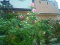 201205196
