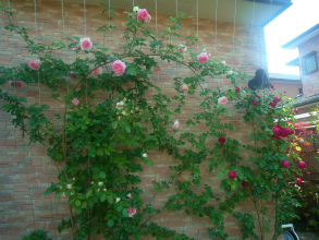 201205197