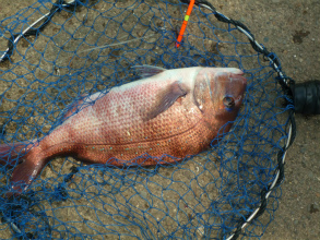 201205265