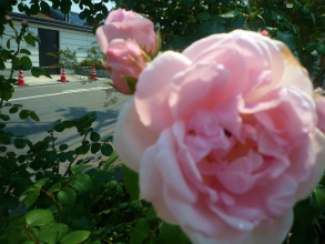 201205273