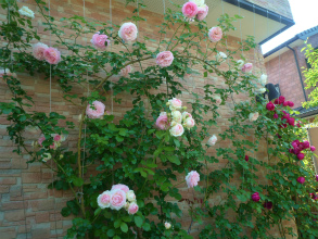 201205276