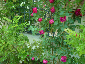 201205278