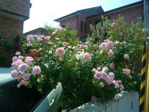 201205279
