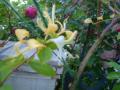 201205291